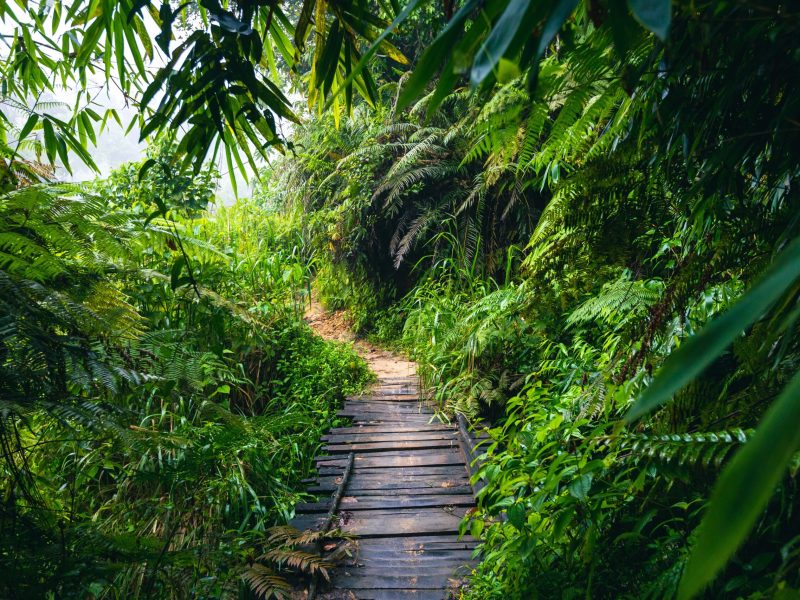 Sri,Lanka,Rainforest.,Path,In,The,Jungle.,Sinharaja,Forest,Reserve,