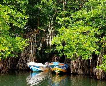 Tropical,Mangrove,Forests,In,Sri,Lanka