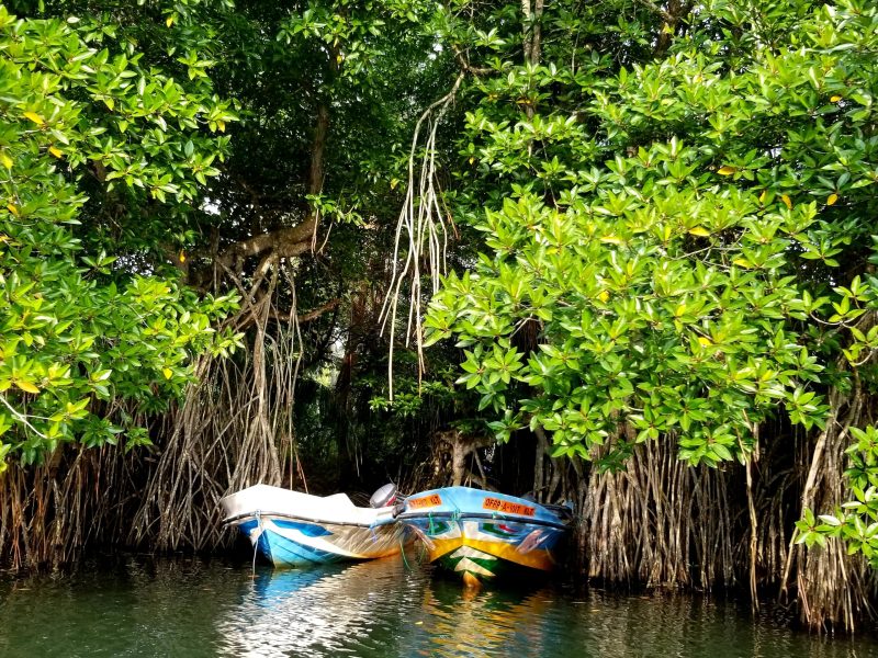 Tropical,Mangrove,Forests,In,Sri,Lanka