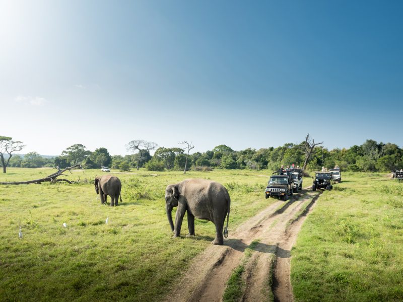 wild-elephants-beautiful-landscape-sri-lanka
